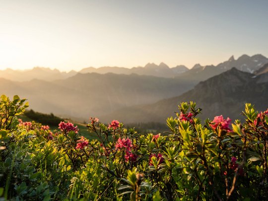 Plant euren Urlaub in Oberstdorf Bergwiese mit rosa Blumen im Vordergrund und Bergen bei Sonnenuntergang